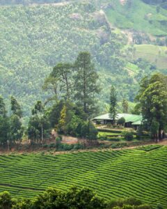 Guide de voyage Parc national de Periyar