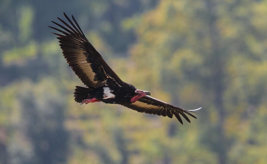 aigle
