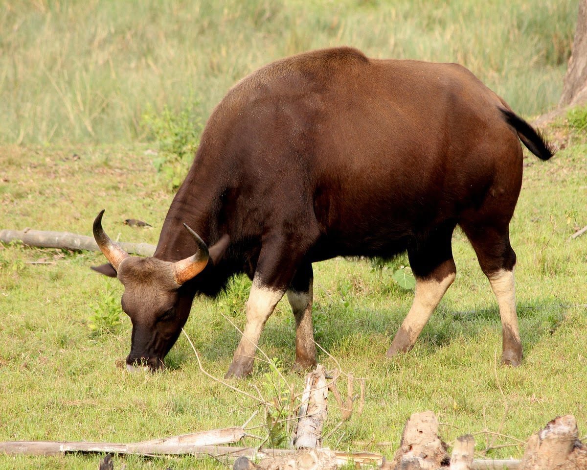 Nagarhole National Park 