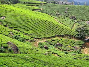 Découvrez la culture et la gastronomie en Inde lors de votre voyage.
