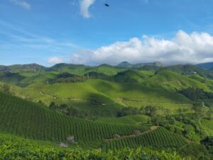 Trekking à Munnar, Travers les Plantations de Thé
