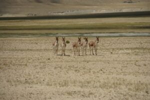 Pourquoi Voyager en Inde ?