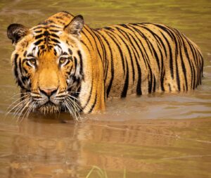 Découvrez des tigres au parc national de Tadoba-Andhari.