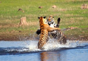 Informations pratiques sur Parc national de Bandhavgarh en Inde
