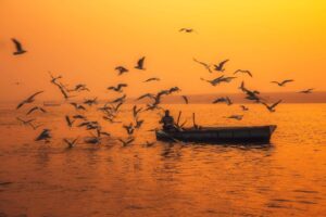 Tout Ce Que Vous Devez Savoir Sur Les Houseboat Au Kerala