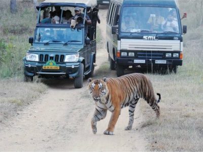Bandipur NP