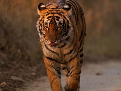 Ranthambore NP