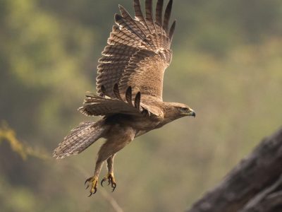 Baratpur Bird Sanctuary 