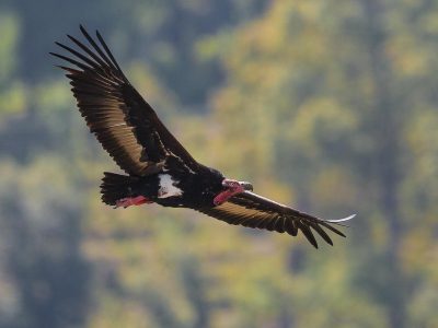 Aigle