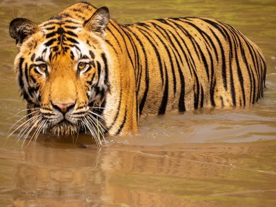 Découvrez des tigres au parc national de Tadoba-Andhari.