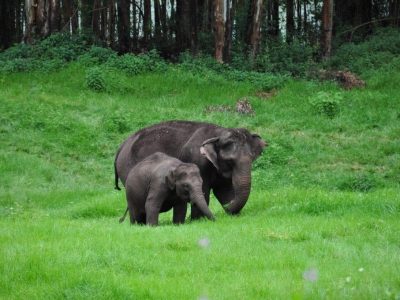 Munnar 