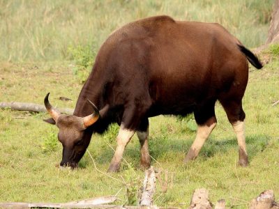 Nagarhole National Park 