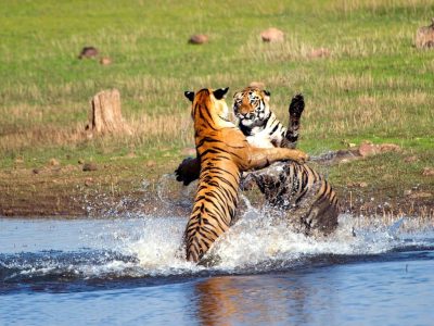 Informations pratiques sur Parc national de Bandhavgarh en Inde